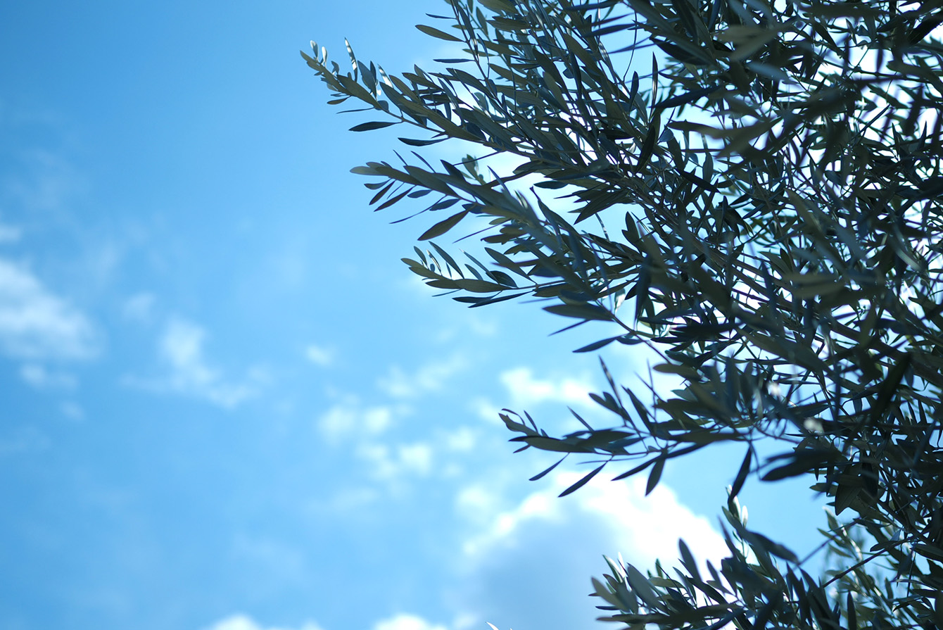 小豆島 ひとり旅宿 サイヌツノ